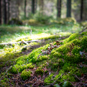 Mossig skogsmark. Foto.
