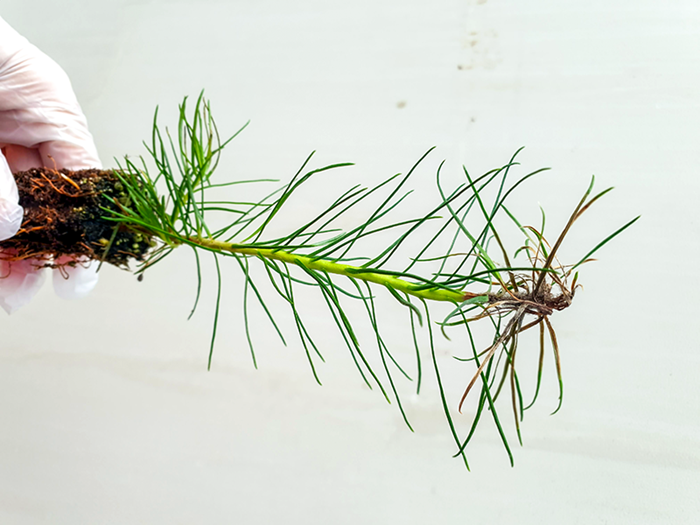 A pine seedling against a white background. Photo.