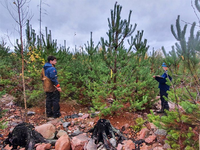 A man and a woman by pine trees. Photo.