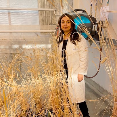 En kvinna i ett växthus med veteplantor. Foto.