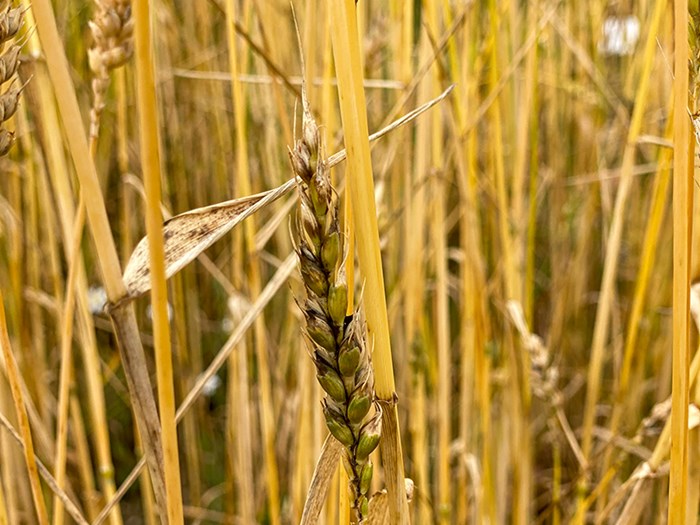 An ear of wheat with black spots. Photo.