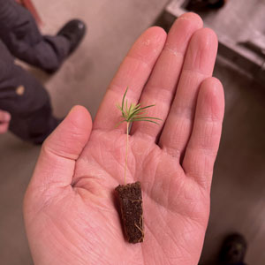 A small pine seedling in a hand. Photo.