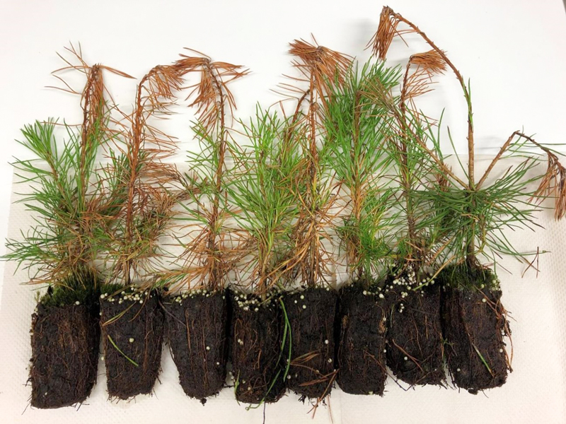 Many pine seedlings on a table. Photo.