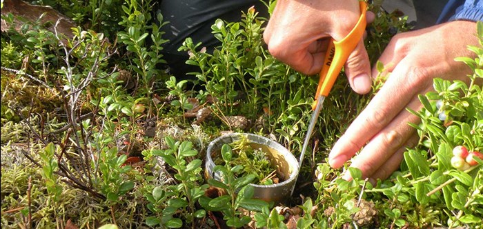 A pair of hand taking samples from forest ground, photo.