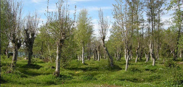 Forest trees under a blue sky, photo.