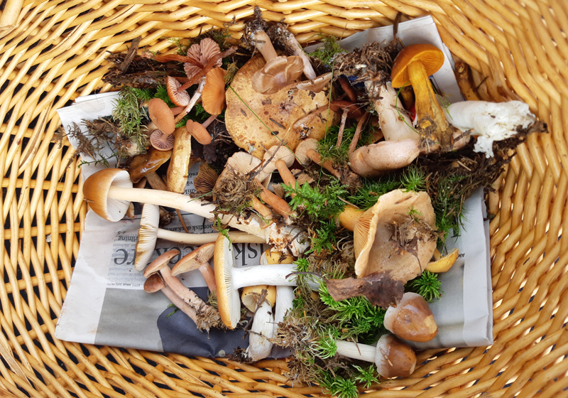 A basket with mushrooms. Photo.