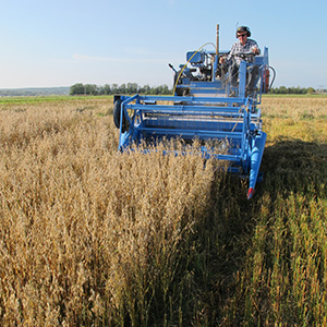 En skördetröska med en person på kör genom ett spannmålsfält. Foto.