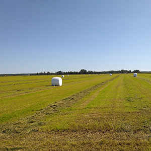 Fält med slaget gräs i strängar och inplastade balar. Foto.