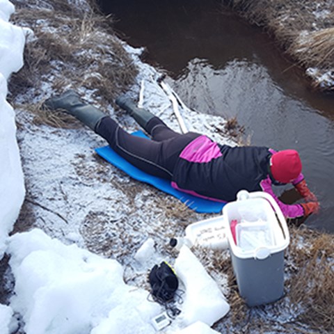 En person ligger på mage i snön och tar vattenprover från en bäck. Foto.