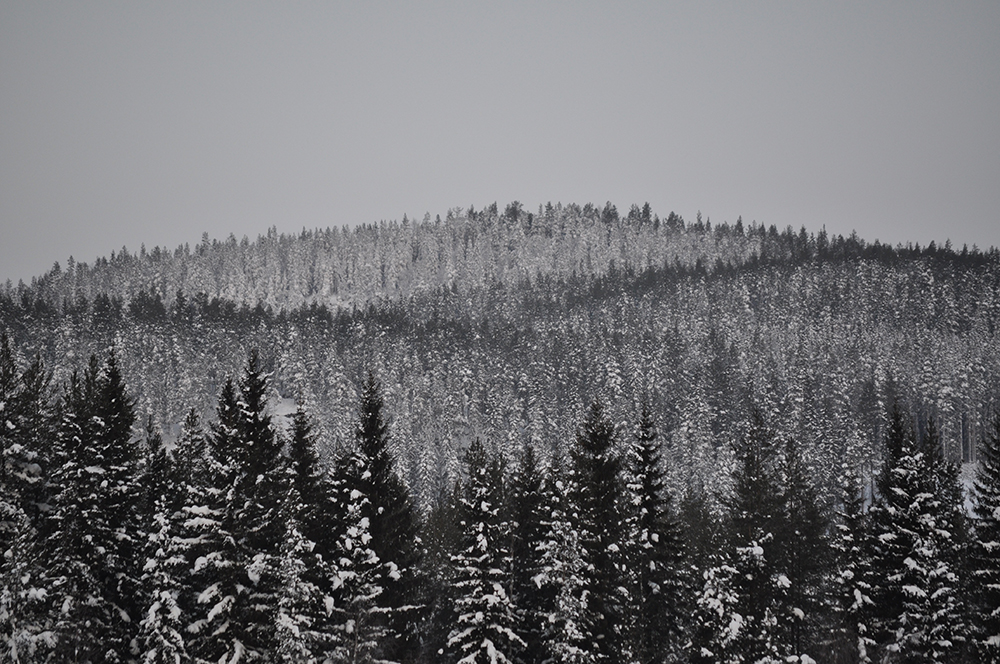 Ett skogslandskap skiftande i grått