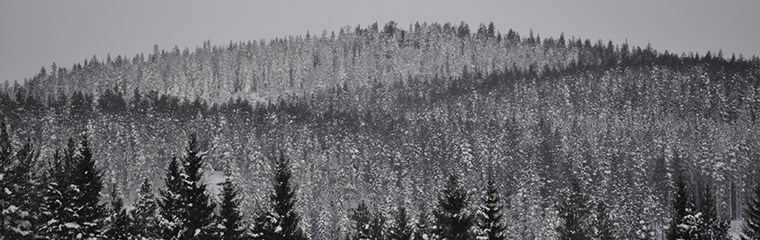 A forest landscape in various shades of grey