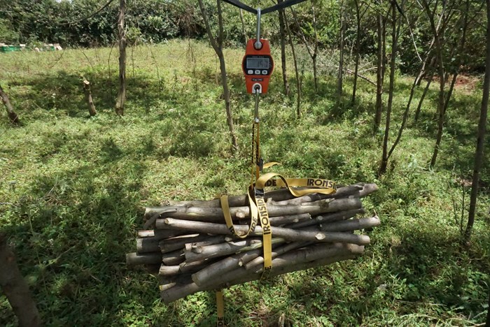 Biomass quantification from the harvested trees