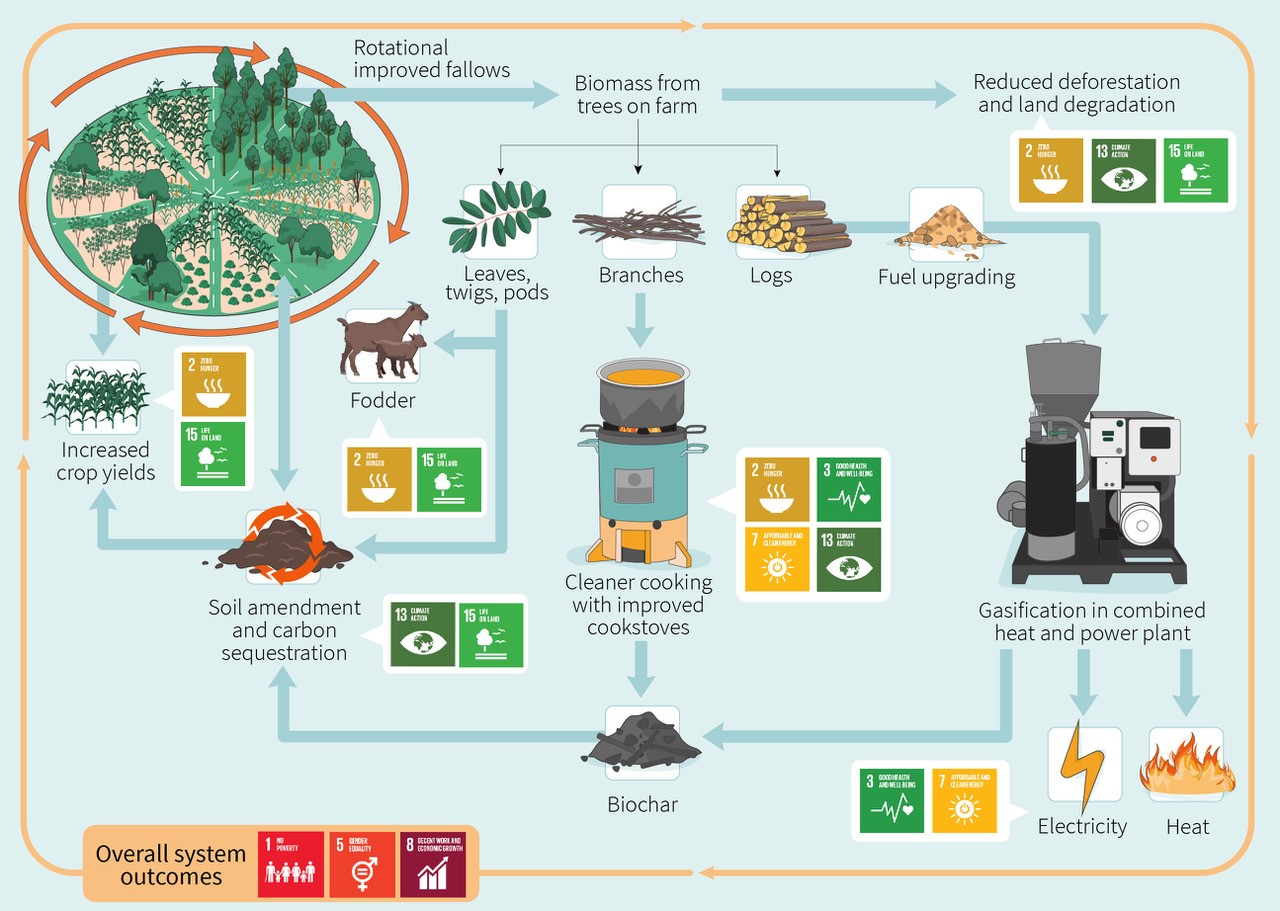 Illustration of the proposed agroforestry-bioenergy system