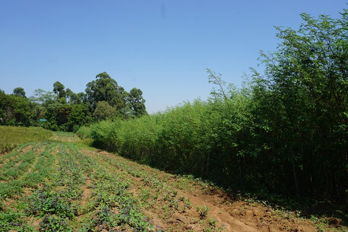 Nitrogen-fixing fast growing Sesbania sesban woodlot
