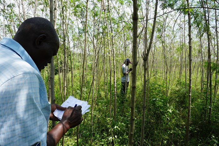 Tree inventory performed in the woodlots