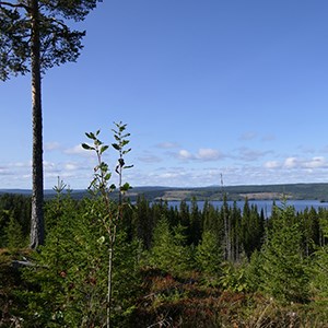Brukat skogslandskap i Jämtland