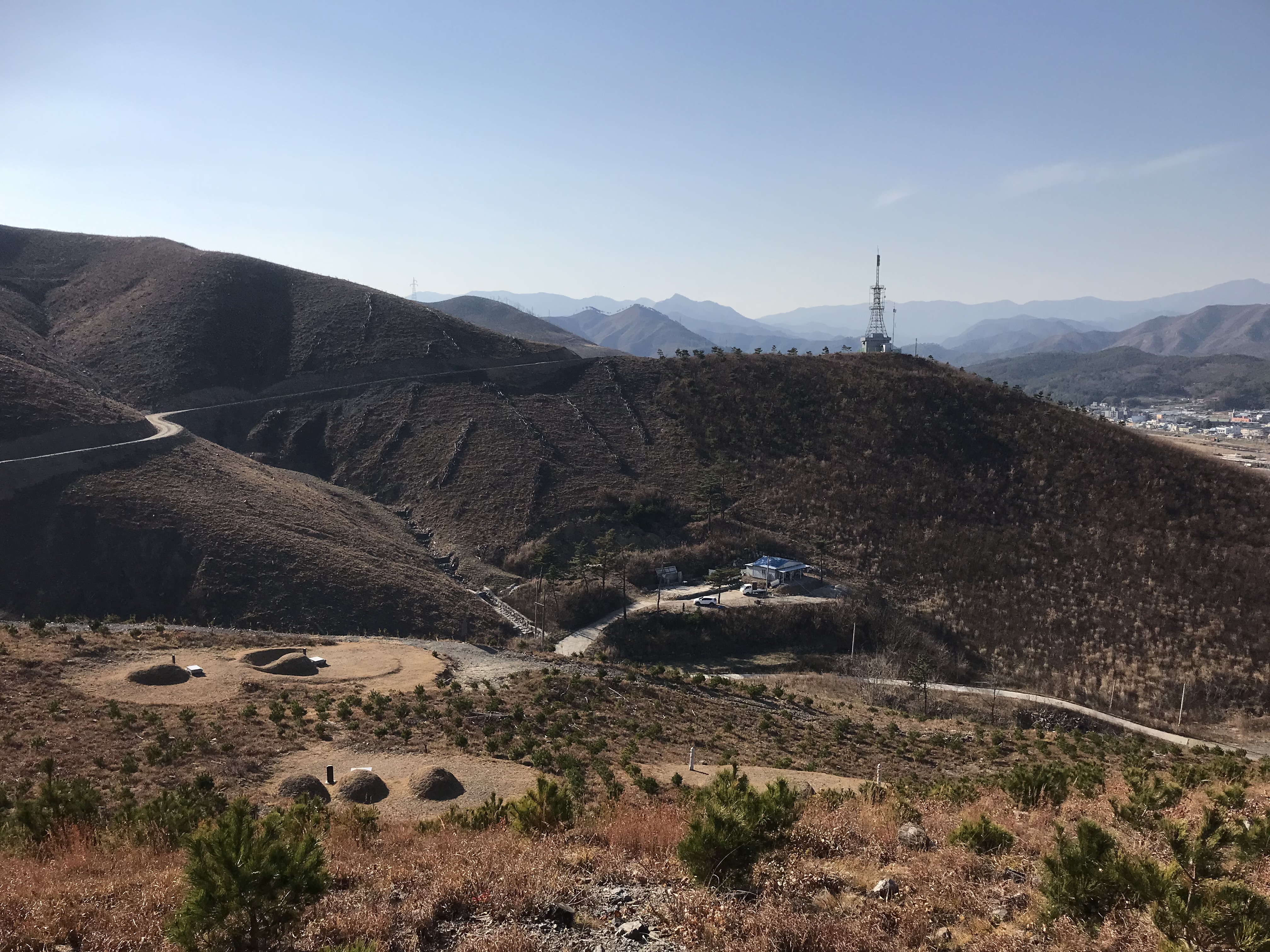 Tallplantor på en tidigare brandutsatt plats i östra Sydkorea, nära Gangneung.
