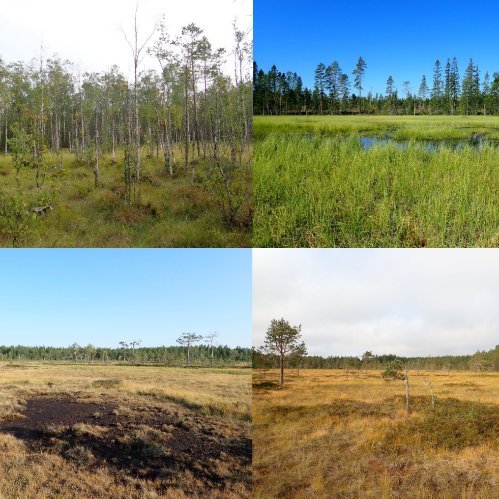 A variety of mires along the chronosequence