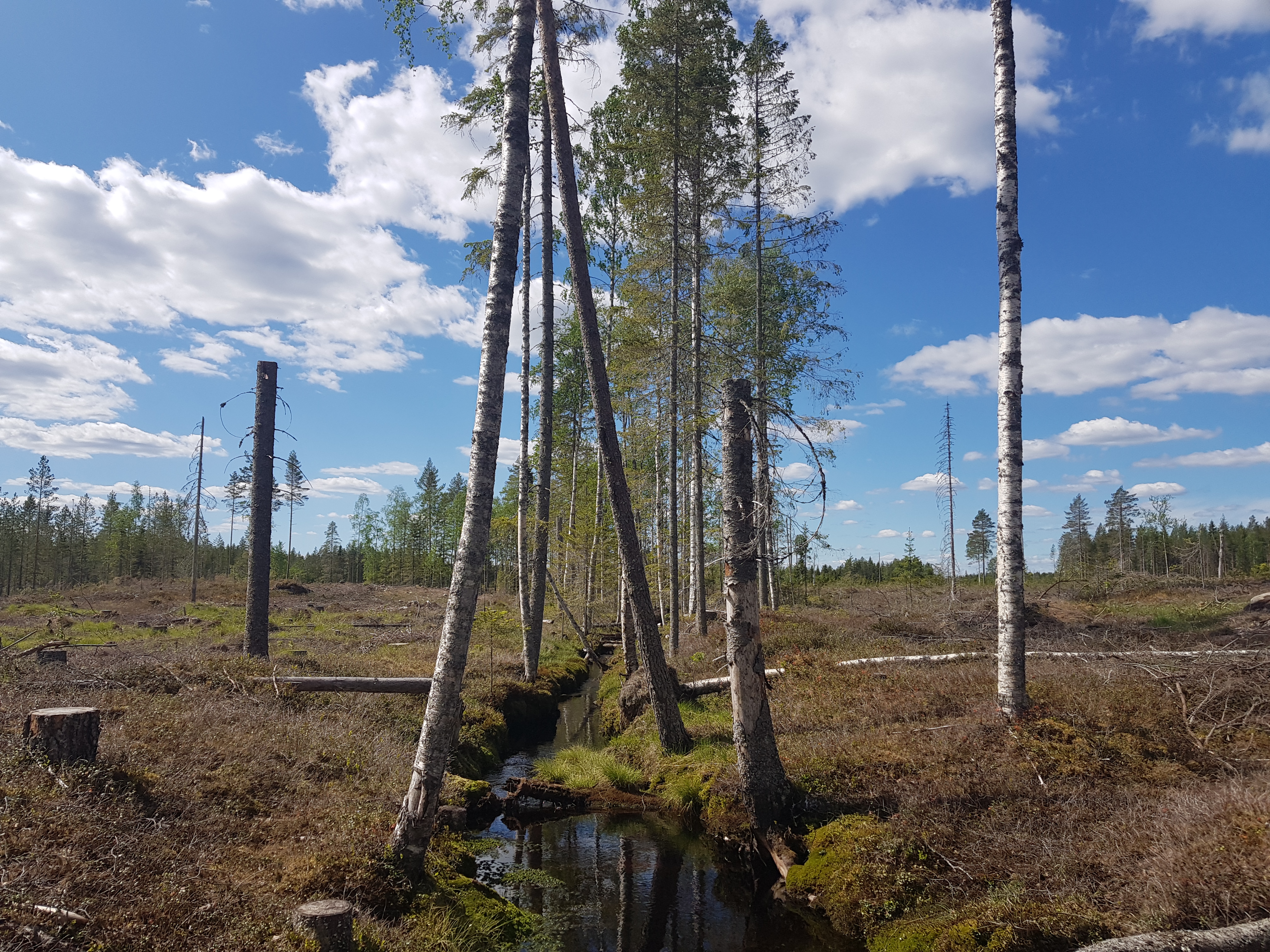 En skyddad strandkant längs vattendrag på ett fåtal meter nära ett avverkningsområde.