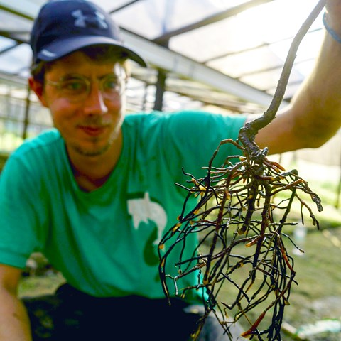 Arvid Lindh holding a tree sapling of the species Bornean Ironwood, Eusideroxylon zwageri or Belian as it is locally named.