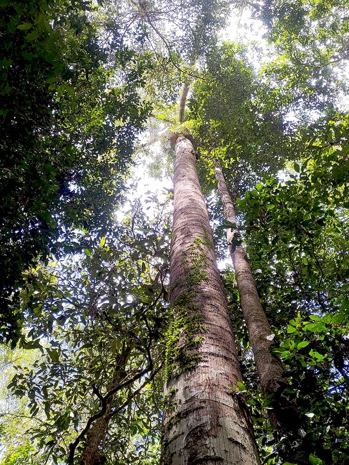 One of the tallest growing trees since the start of the replanting project in 2008. This tree is approximately 40 meters tall with a diameter of about 60 cm.