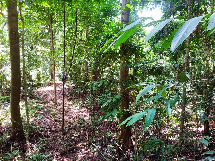 The primary study plot in the project. Indigenous trees were planted in rows in a forested area that was selectively deforested and subject to forest fires in the 1980’s. 