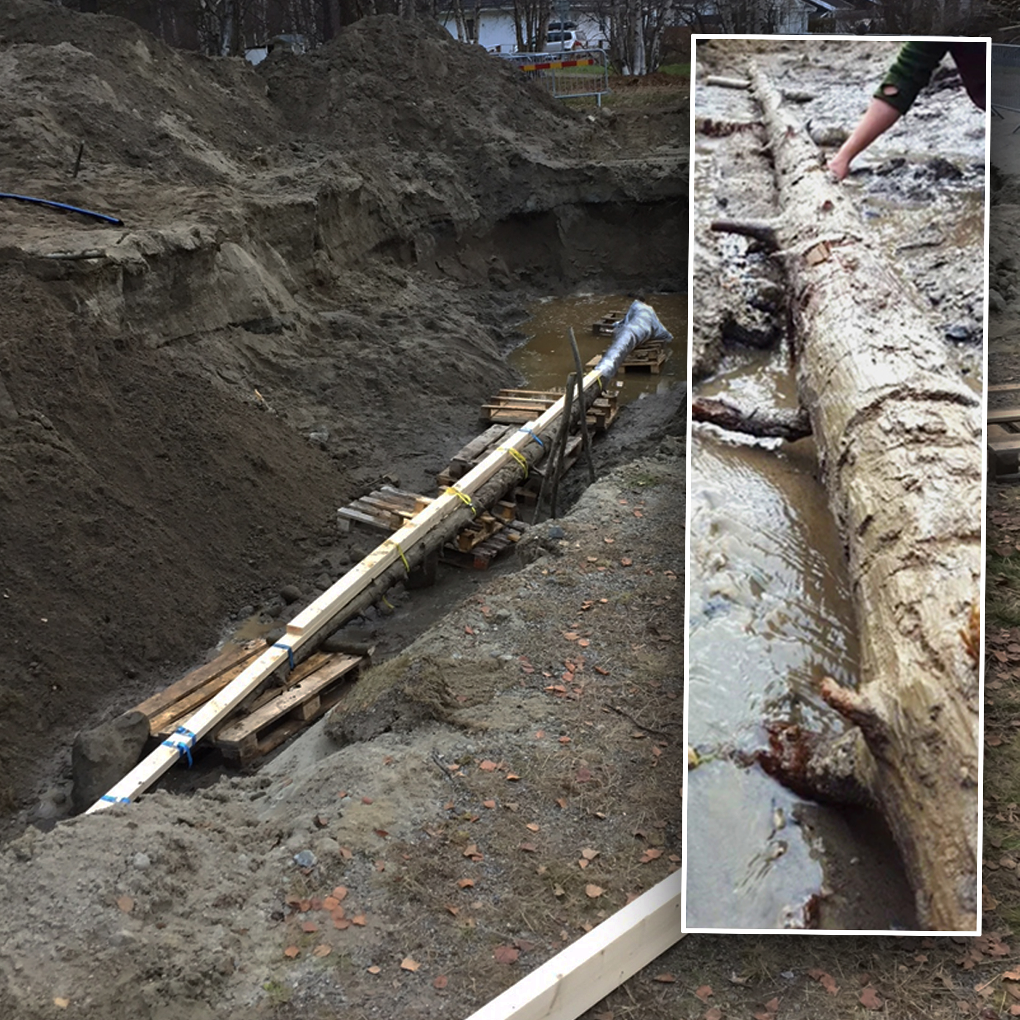 Ancient pine tree unearthed in Lycksele, Sweden.