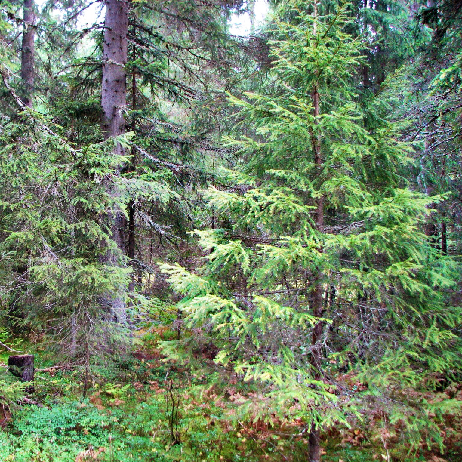En fullskiktad granskog som lämpar sig för blädningsbruk.