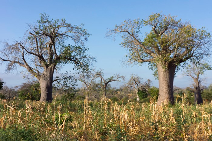 Combining agriculture with forestry can improve soil filtration in farmlands. Here, in Makueni County in Kenya the baobab trees and sorghum crops share the space. 