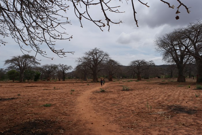 In the dry season, this agroforestry parkland in Dodoma, Tanzania looks bare. During the wet season this soil is used for cultivating crops.