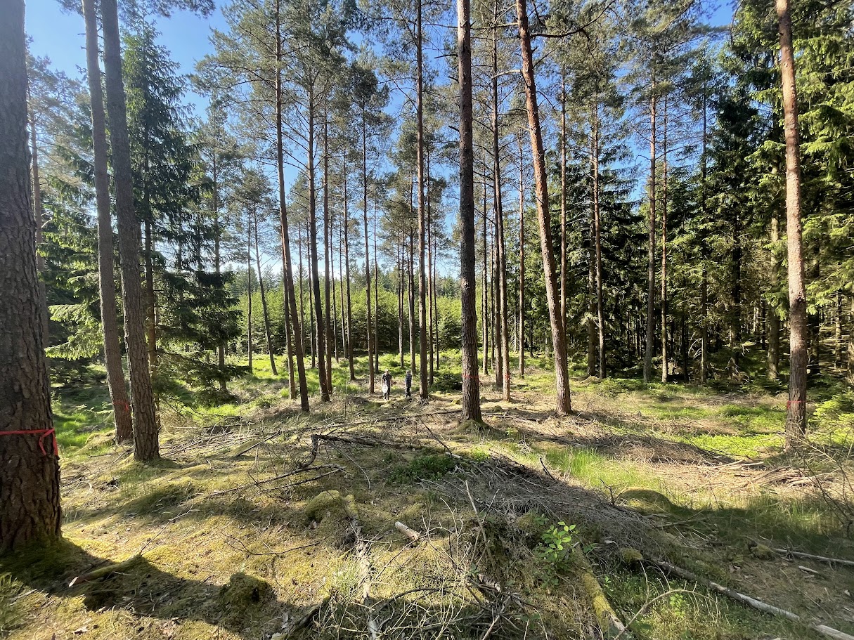 Hyggesfritt skogsbrukslandskap i Halland 2024