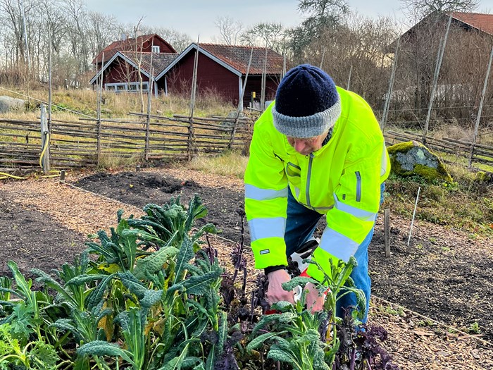 Clas plockar svartkålsblad i ett trädgårdsland omgärdat av en gärdsgård.