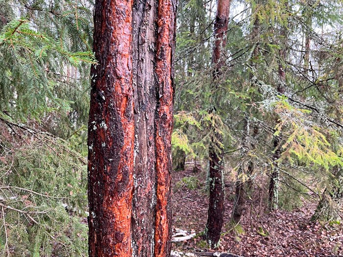 En tall som är skadad och har börjat producera en massiv typ av trä som en skyddsmekanism.