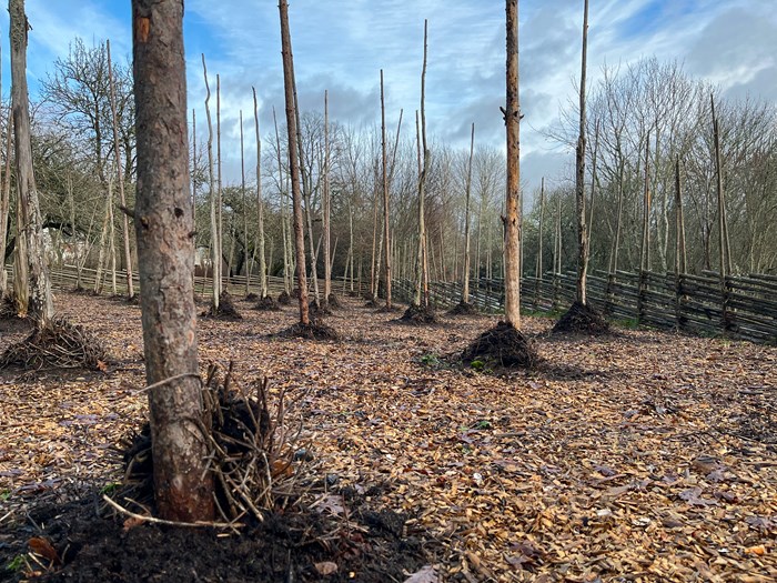 En humlegård med flera humlestänger, omringade av en gärdsgård.