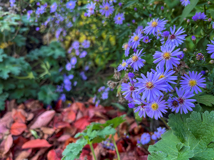 Lila blommor och röda höstlöv.