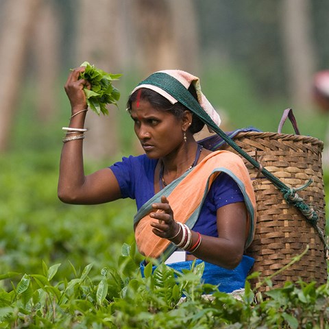  The woman and the nearby village collect tea on a tea plantation in the morning. Photo.