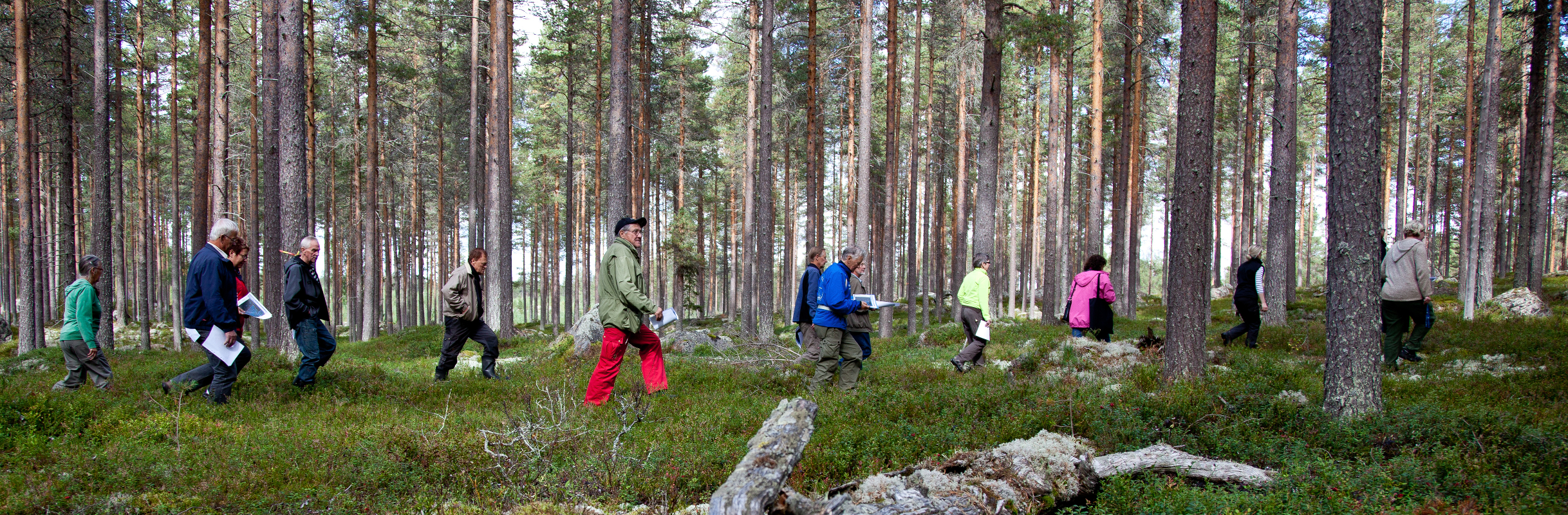 Forest owner walks on a line in a forest, photo.