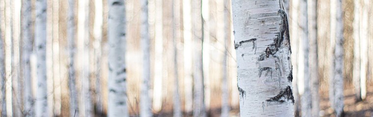 Birches in a winter landscape