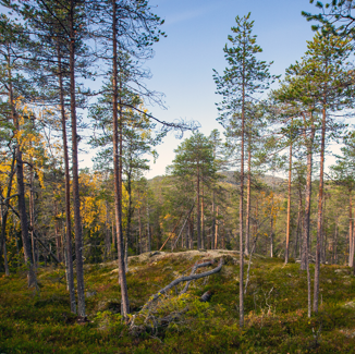 Gles tallskog mot blå himmel. Foto.