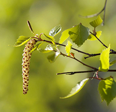 Björkhänge mot grön bakgrund. Foto.