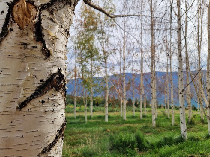 Close up of birch with dead birch trees in the background. Photo.