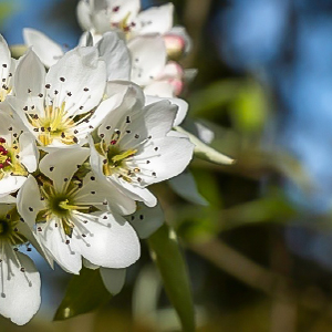 Apple blossoms in close-up. Photo.