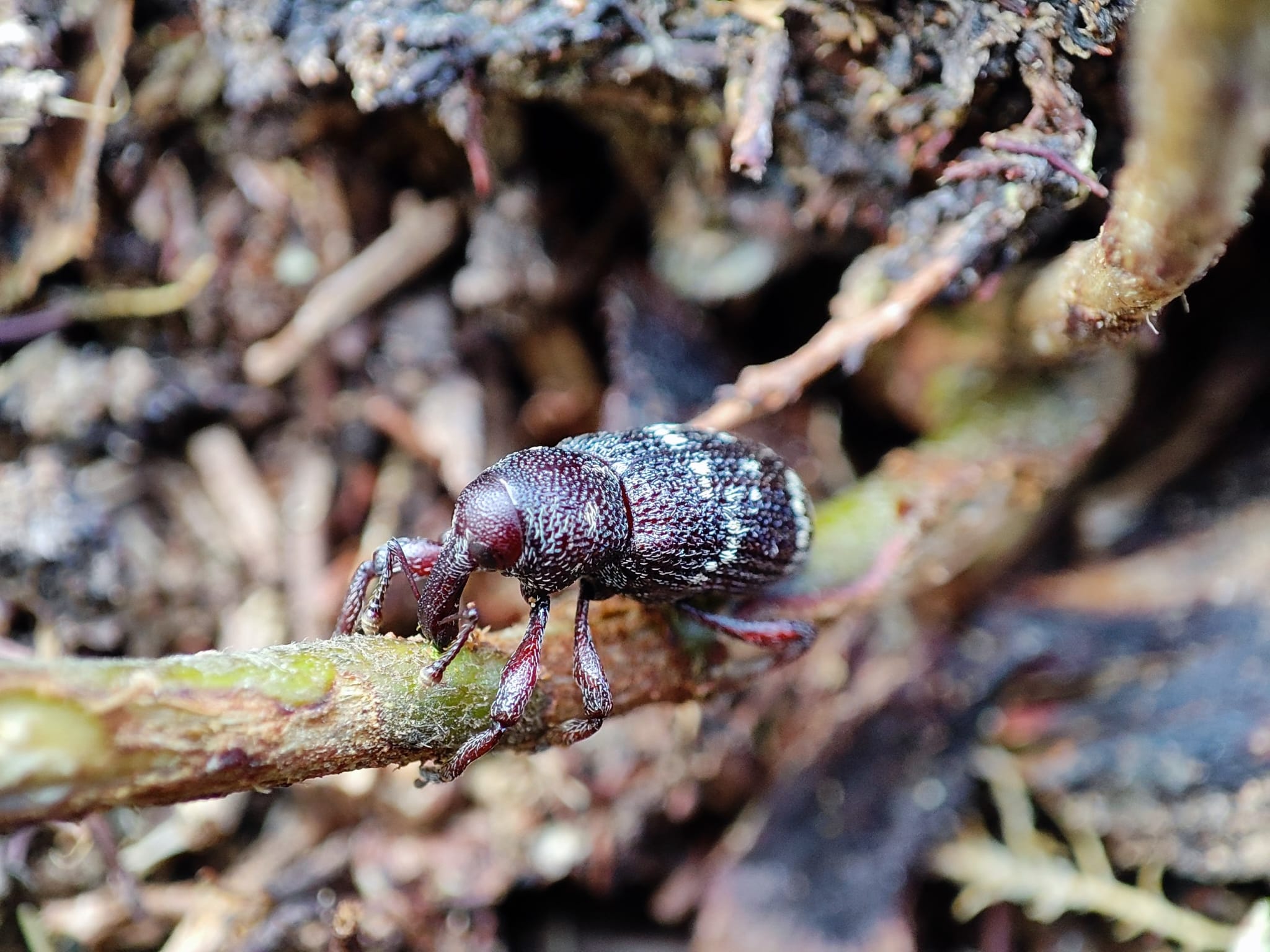 Beetle on birch seedling. Photo.