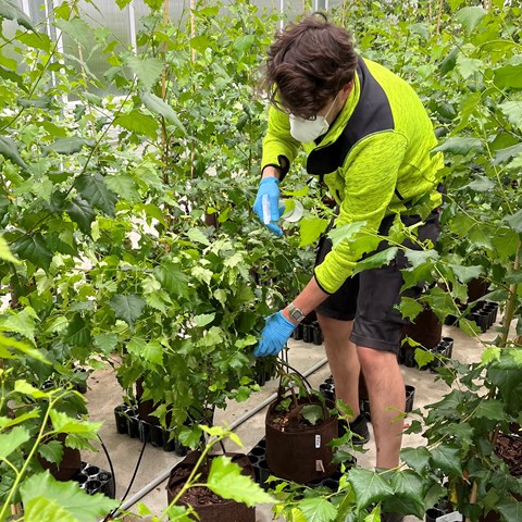 Person behandlar björkplantor i växthus. Foto.