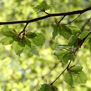 ws varierat skogsbruk