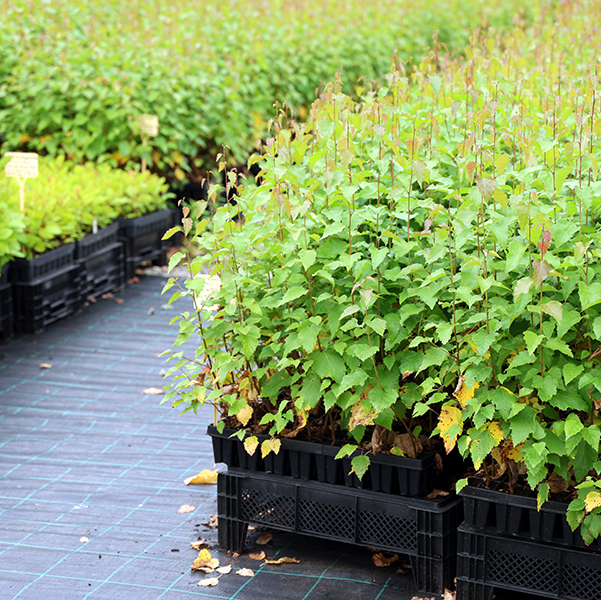 Björkplantor i lådor. Foto.