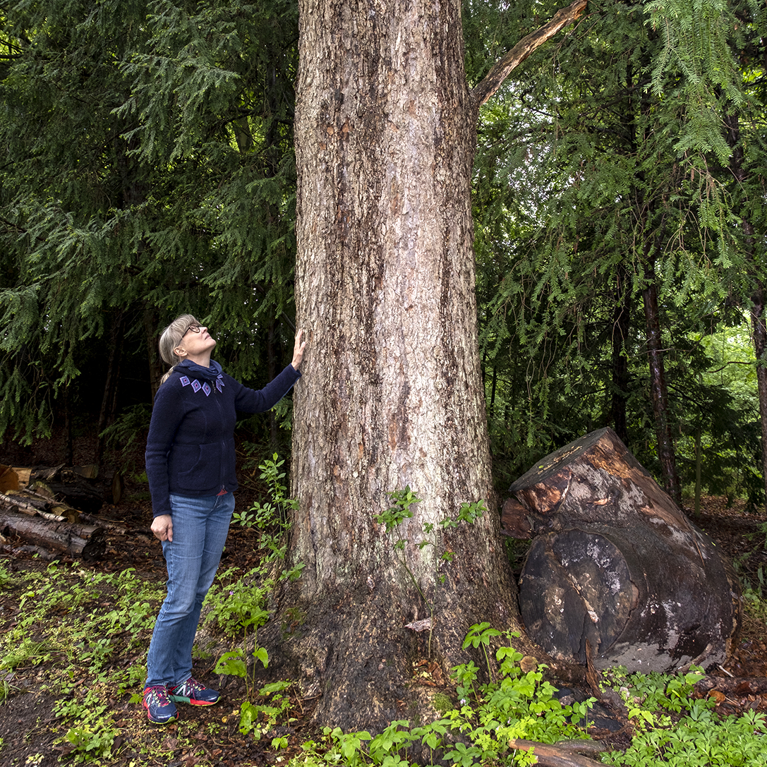 Person tittar upp mot stort träd. Foto.