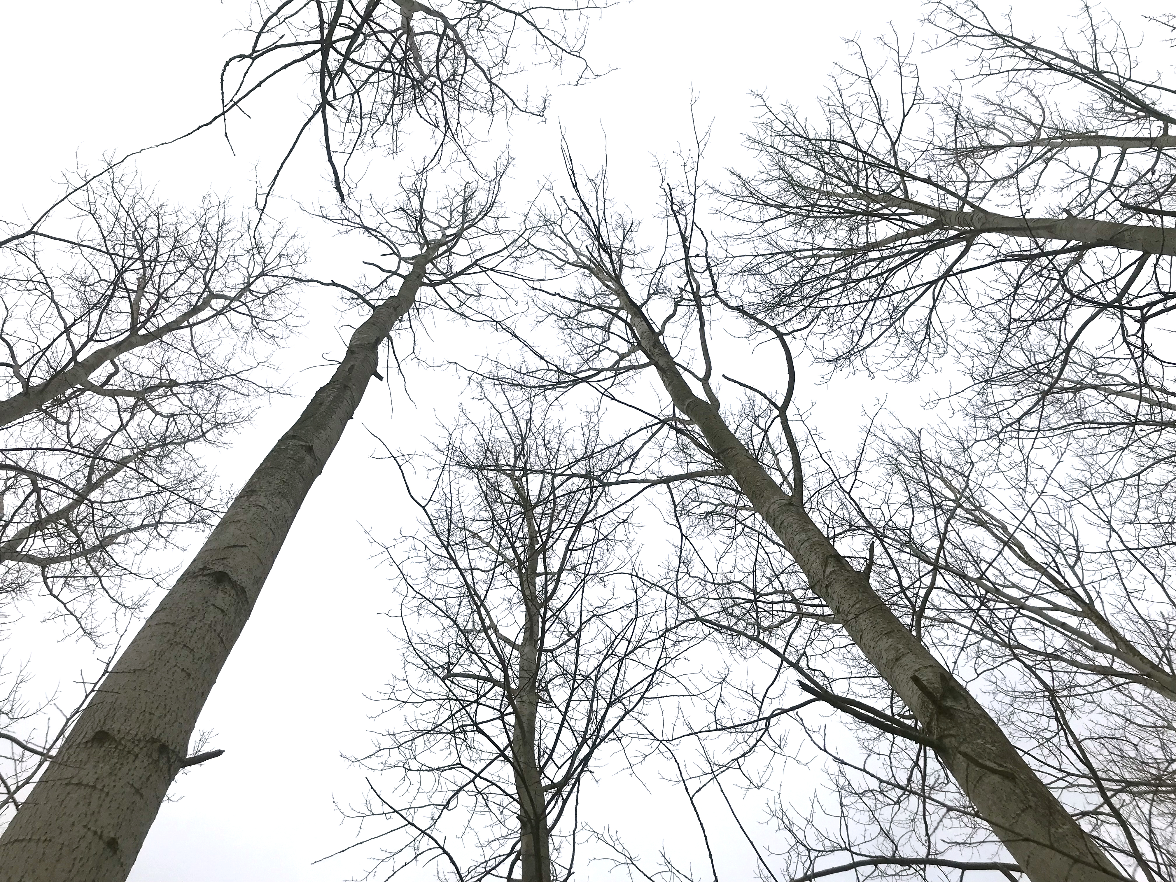 Hybridasp med himlen i bakgrunden. Foto.