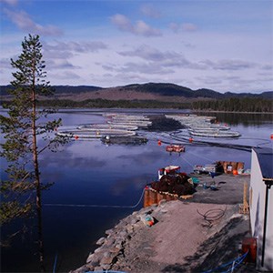 En kassodling för regnbåge i Ströms-Vattudal i Jämtland. Foto.