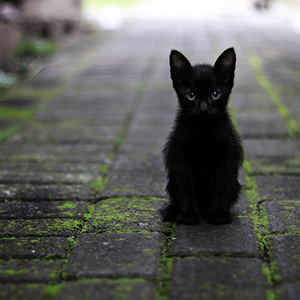 En svart kattunge sitter på en stenlagd gata och ser sorgsen ut. Foto. 